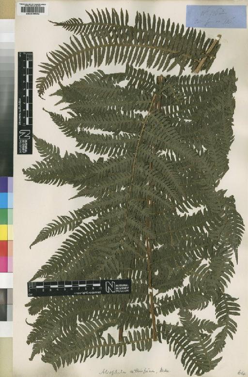 Cyathea camerooniana var. aethiopica (Welw. ex Hook.) Holttum - BM000785394