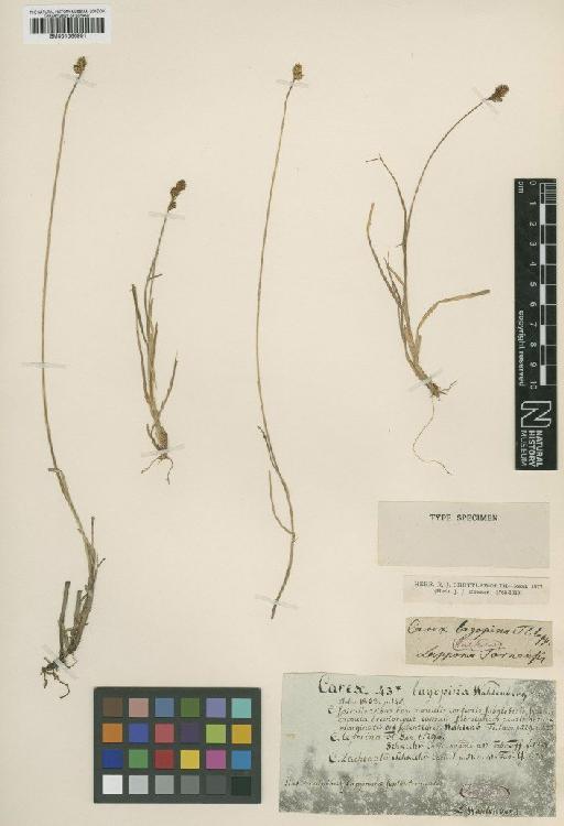 Carex lachenalii Schkuhr - BM001066991