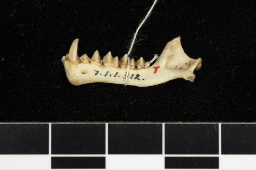 Hipposideros euotis Andersen, 1905 - 1907_1_1_312-Hipposideros_euotis-Type-Skull-left_mandible-lateral