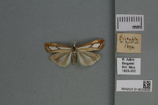 Catoptria permutatellus (Herrich-Schäffer, 1848) - 014030530_136823_1082908