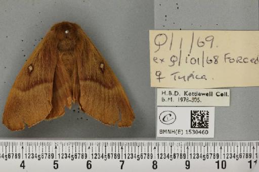 Lasiocampa quercus quercus (Linnaeus, 1758) - BMNHE_1530460_195799