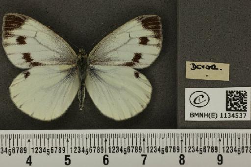 Pieris napi sabellicae Stephens, 1827 - BMNHE_1134537_a_88810
