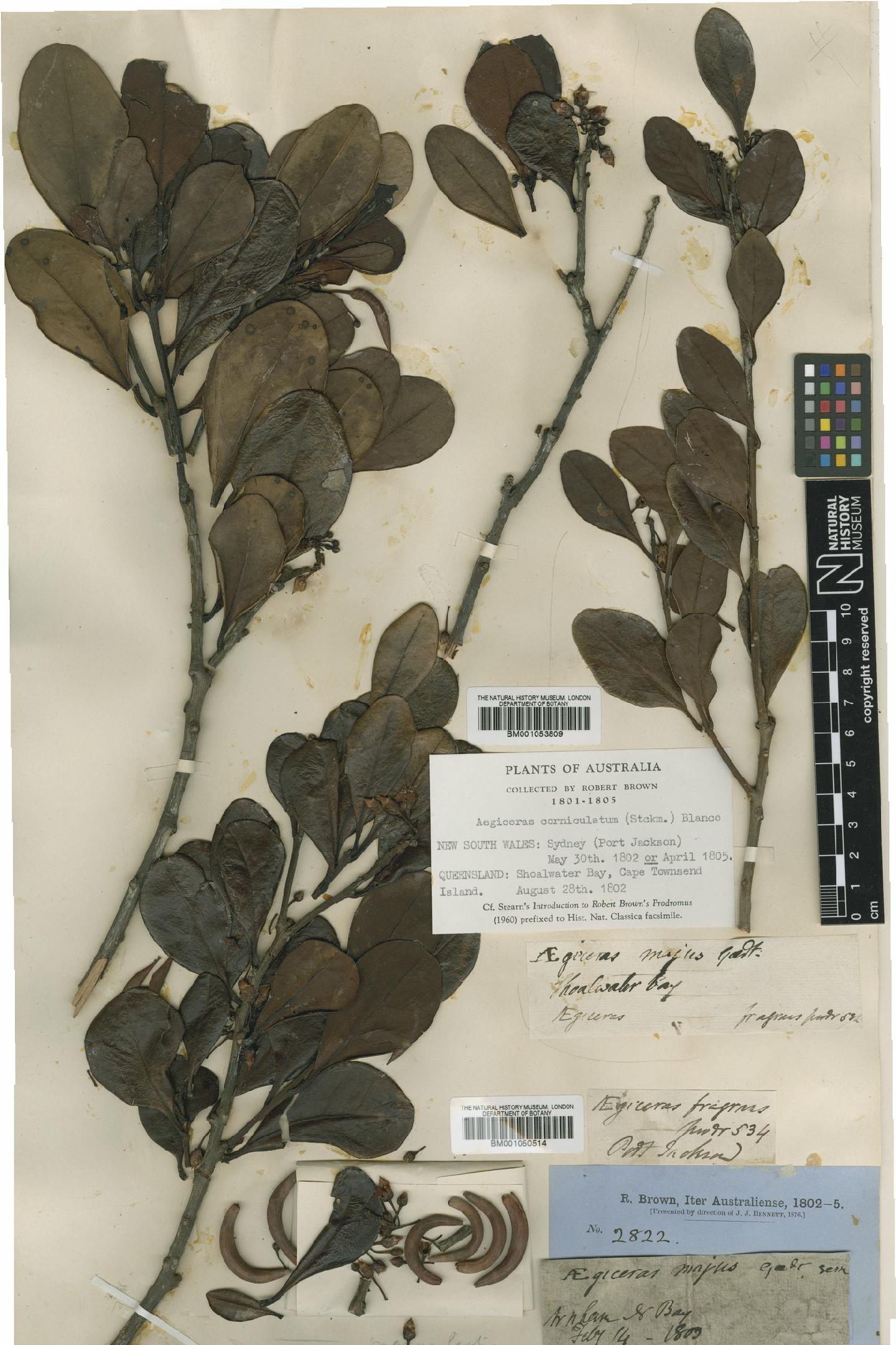 To NHMUK collection (Aegiceras corniculatum (L.) Blanco; Holotype; NHMUK:ecatalogue:5023450)