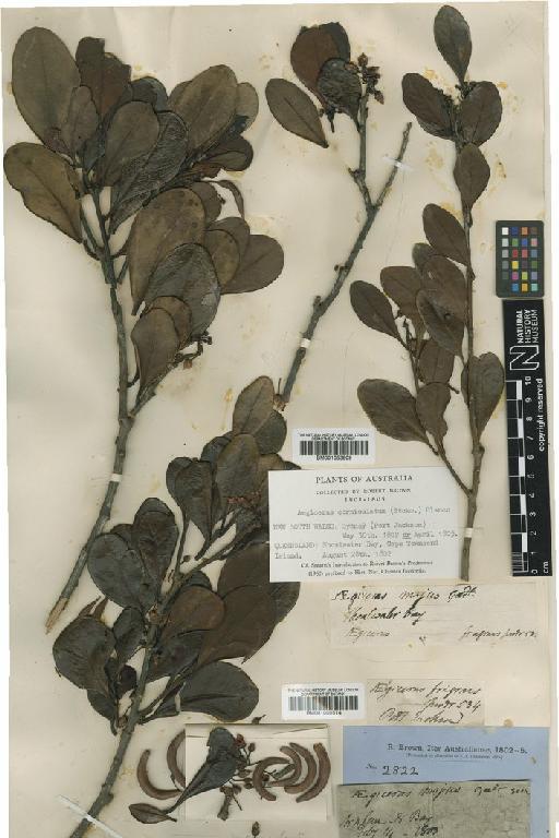 Aegiceras corniculatum (L.) Blanco - BM001050514