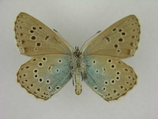 Maculinea arion uralensis (Elwes, 1899) - BMNHE 1054388 Maculinea arion uralensis LT Male Ventral