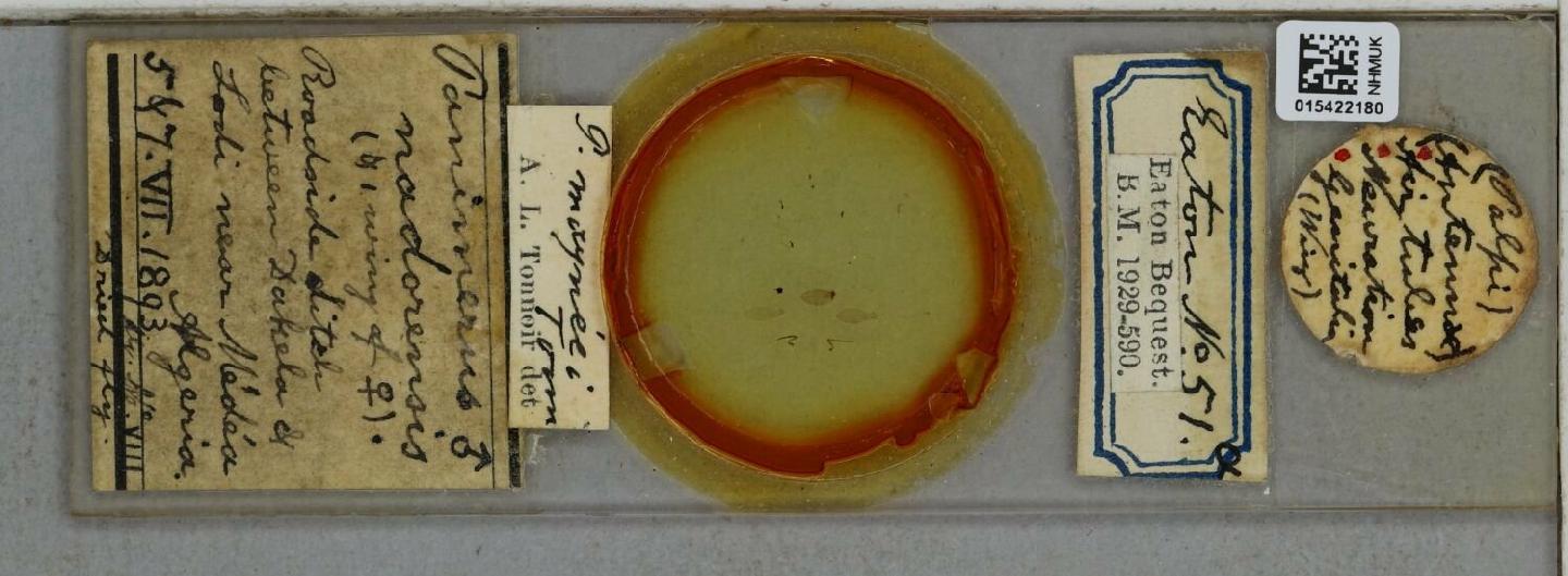 Panimerus maynei