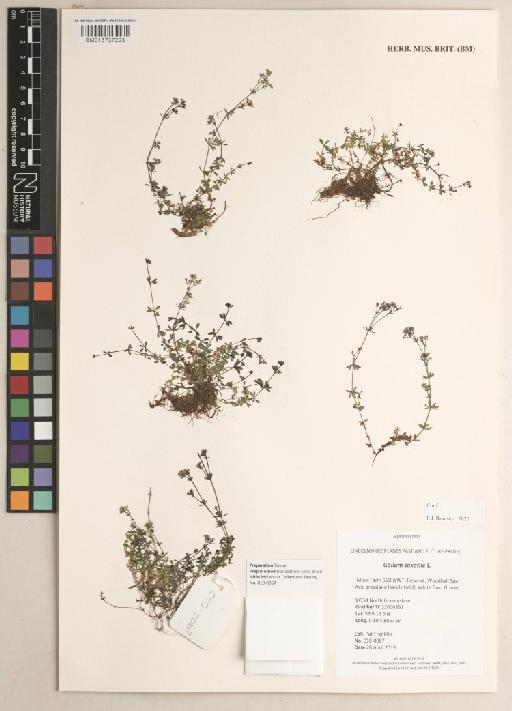 Galium saxatile L. - 013737223