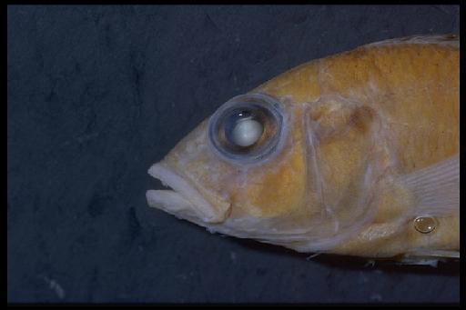 Haplochromis bullatus Trewavas, 1938 - Haplochromis bullatus; 1973.10.6.1-13