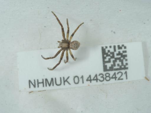 Philodromus spp. - 014438421_2