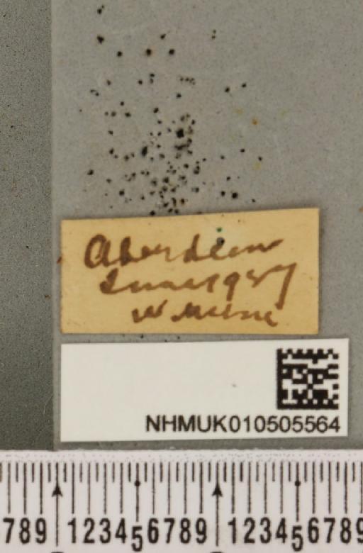 Acronicta cinerea (Hufnagel, 1766) - NHMUK_010505564_label_563697