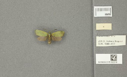 Adscita (Adscita) geryon Hübner, 1813 - 015192219_additional