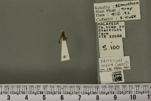 Bactrocera (Asiadacus) apicalis (De Meijere, 1911) - BMNHE_1434208_28349