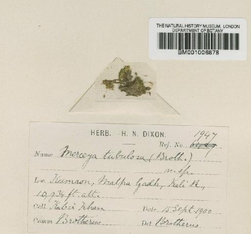 Scopelophila ligulata (Spruce) Spruce - BM001006878
