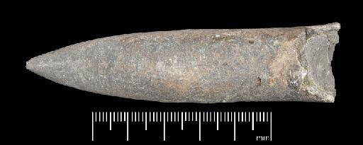 Acrocoelites (Odontobelus) levidensis (Simpson) - PI CC  927 - belemnite