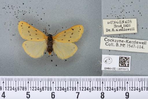 Setina irrorella (Linnaeus, 1758) - BMNHE_1659971_258710