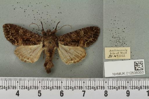 Mniotype adusta (Esper, 1790) - NHMUK_012538353_647440