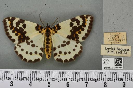 Abraxas grossulariata ab. flavipalliata Raynor, 1909 - BMNHE_1858954_416743