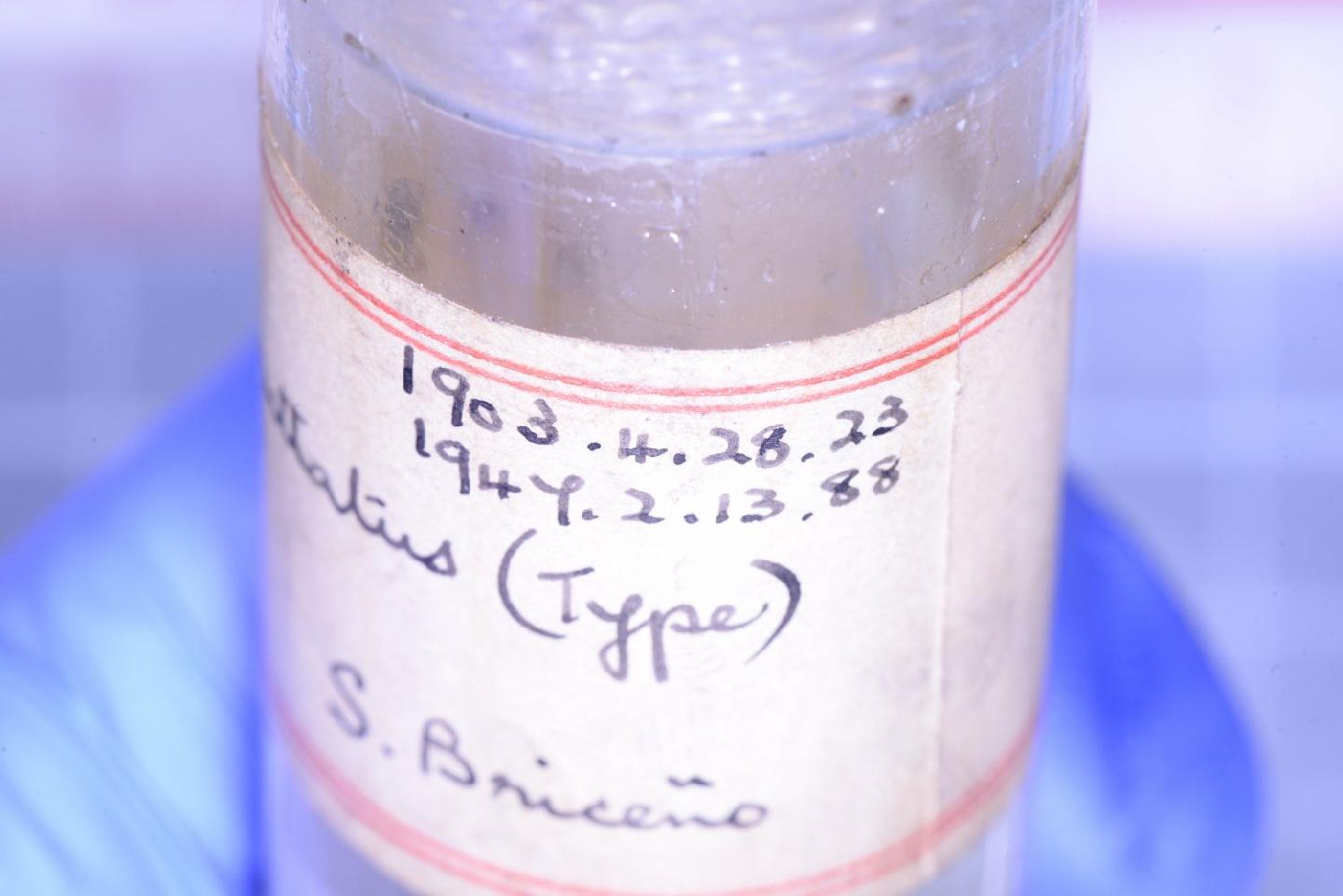 Aromobates alboguttatus thumbnail