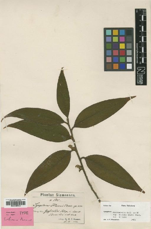 Symplocos macrophylla subsp. sulcata (Kurz) Noot. - BM000997534
