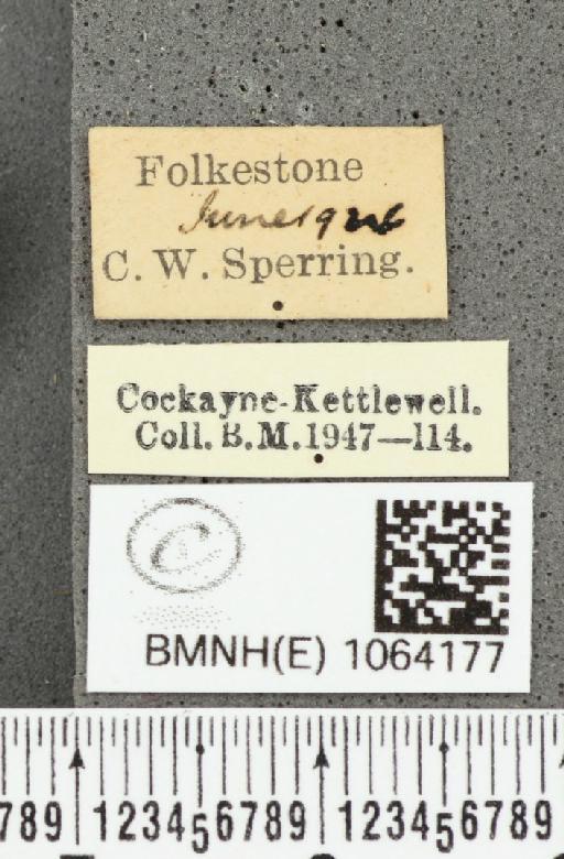 Coenonympha pamphilus ab. antirufa Leeds, 1950 - BMNHE_1064177_label_25212