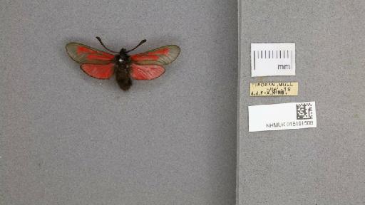 Zygaena (Mesembrynus) purpuralis purpuralis (Brünnich, 1763) - 015191508_775459_1477570