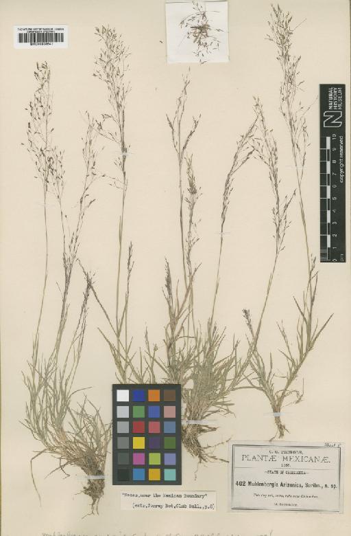 Muhlenbergia arizonica Scribn. - BM000938641