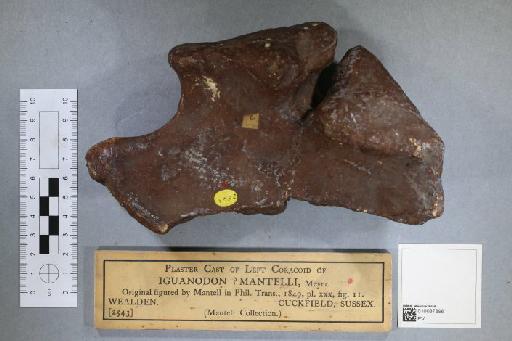 Iguanodon mantelli von Meyer, 1832 - 010037896_L010093459