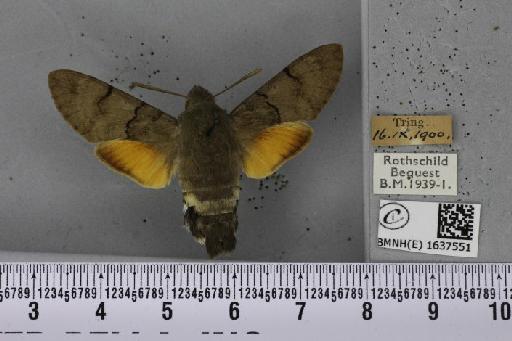 Macroglossum stellatarum (Linnaeus, 1758) - BMNHE_1637551_206238