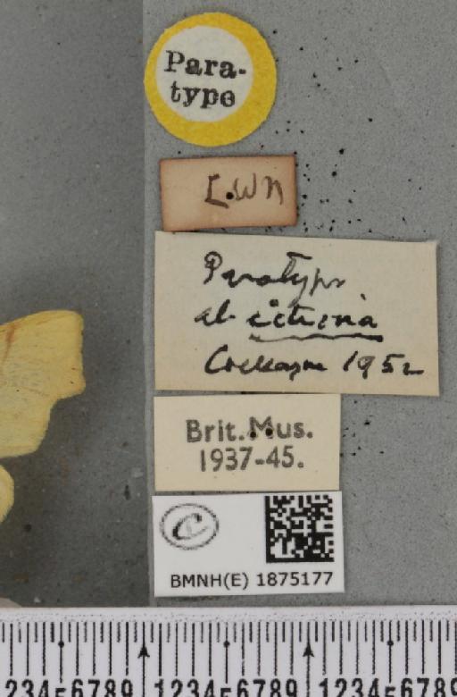 Ennomos erosaria ab. citrina Cockayne, 1952 - BMNHE_1875177_a_label_443154