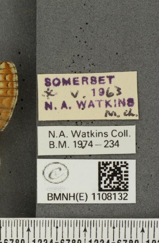 Euphydryas aurinia (Rottemburg, 1775) - BMNHE_1108132_label_48524
