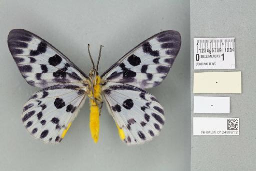 Dysphania malayanus malayanus (Guérin-Méneville in Delessert, 1843) - 012499812_reverse