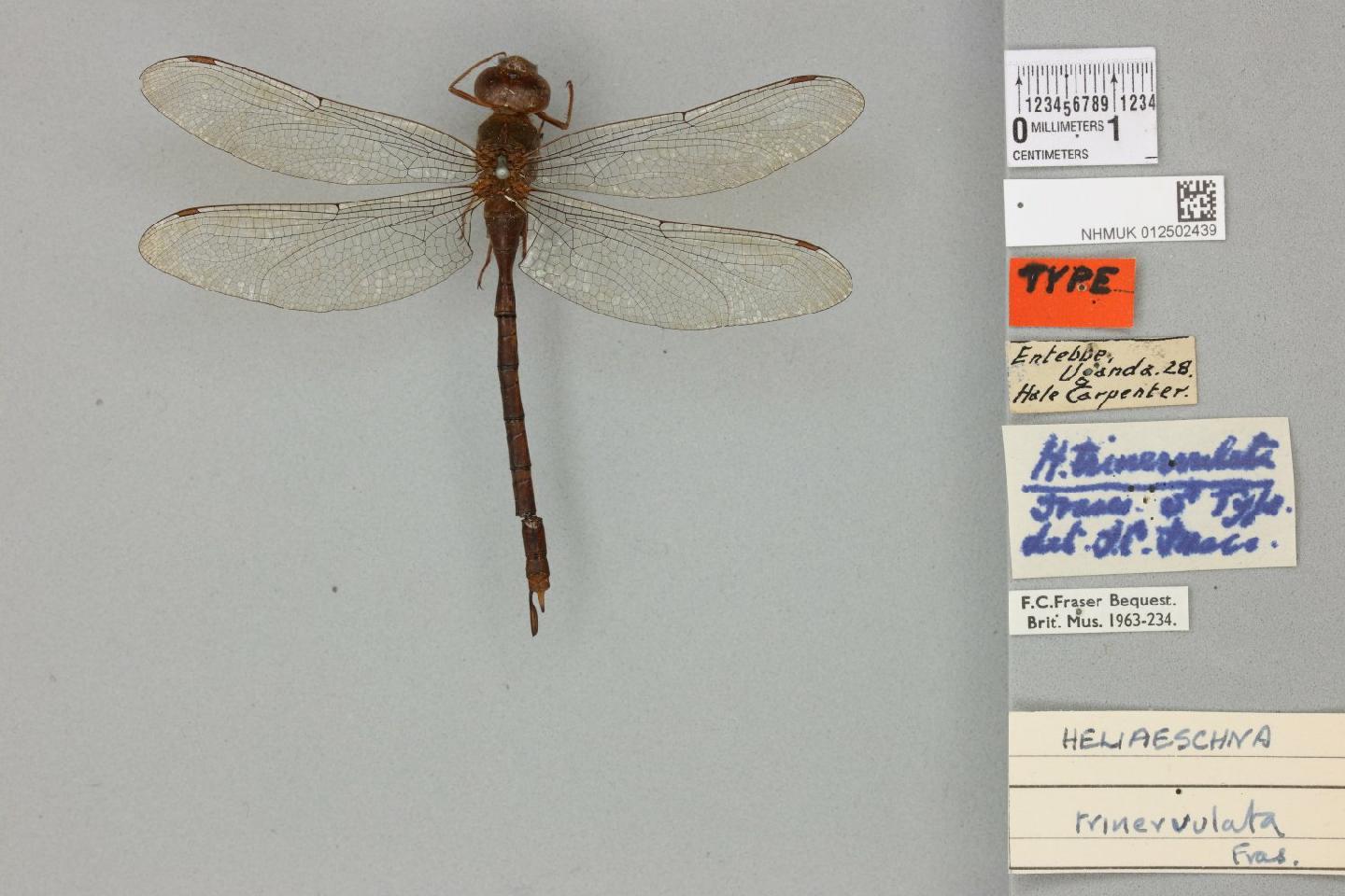 Heliaeschna trinervulata thumbnail
