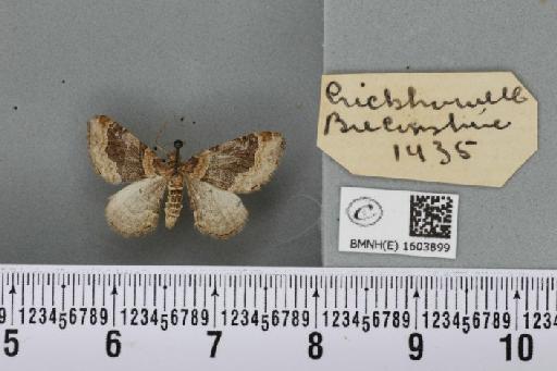 Xanthorhoe ferrugata (Clerck, 1759) - BMNHE_1603899_310988