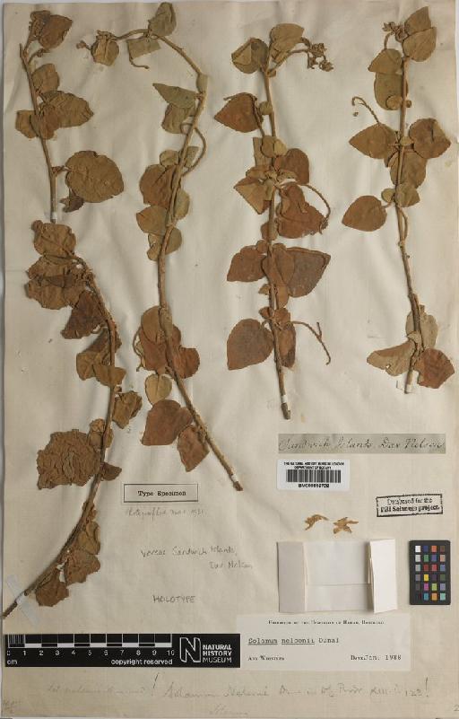 Solanum nelsonii Dunal - BM000846708