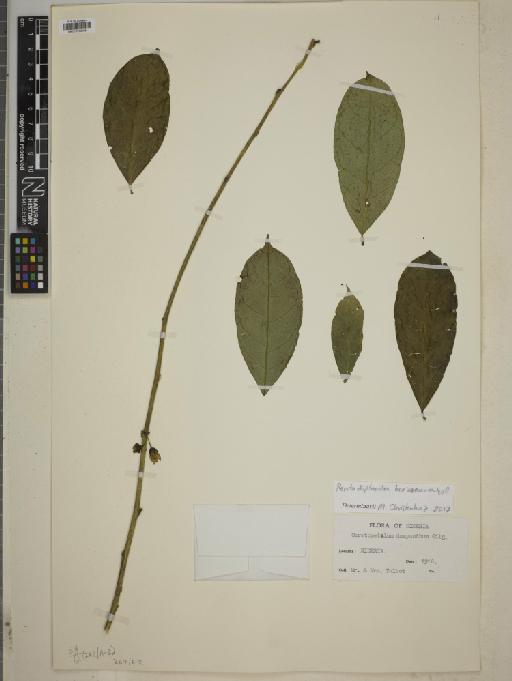 Pentadiplandra brazzeana Baill. - BM010750565