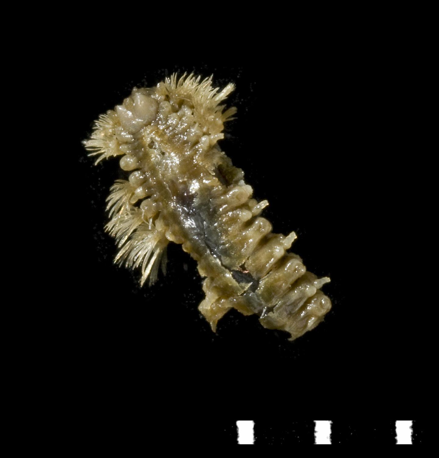 To NHMUK collection (Lagisca kermadecensis McIntosh, 1885; holotype; NHMUK:ecatalogue:3534931)