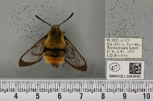 Hemaris tityus (Linnaeus, 1758) - BMNHE_1643492_241032