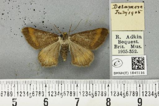 Macaria liturata ab. nigrofulvata Collins, 1905 - BMNHE_1845116_421550