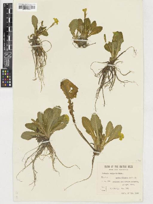 Primula vulgaris Huds. - BM001036781