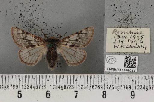 Lycia lapponaria scotica (Harrison, 1916) - BMNHE_1896013_458936