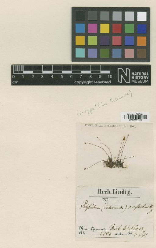 Pogonatum neglectum (Hampe) A.Jaeger - BM000960506_a