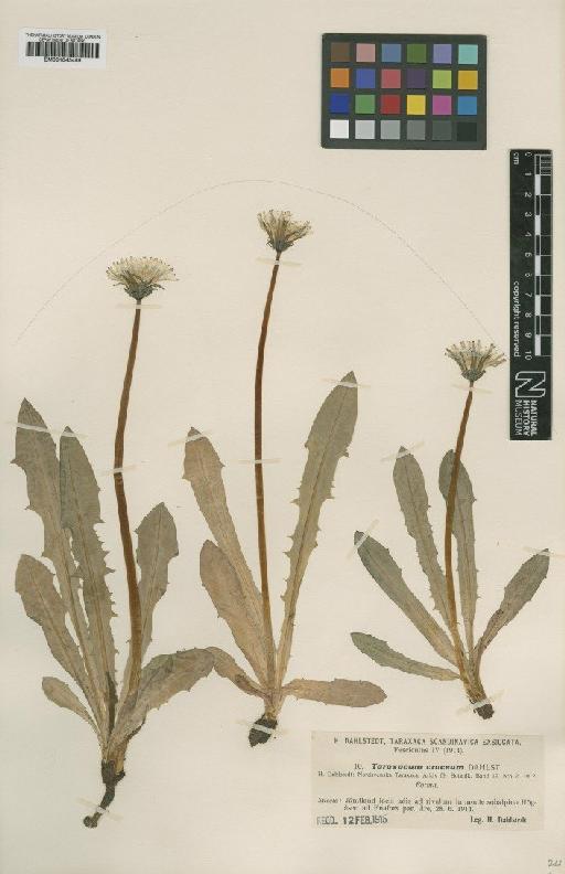 Taraxacum croceum Dahlst. - BM001043459