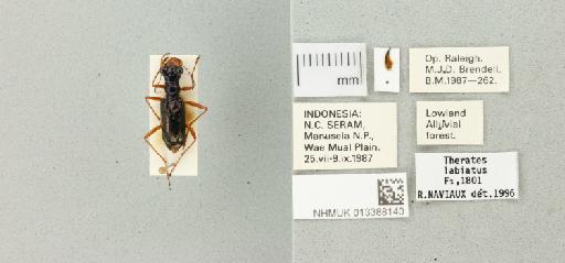 Therates labiatus (Fabricius, 1801) - 013388140_770165_952341