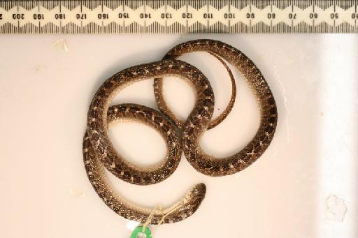 Dasypeltis scabra Linnaeus, 1758 - Dasypeltis_scabra 1994.403 (1).JPG