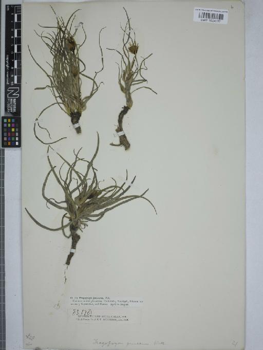 Tragopogon gracilis D.Don - 011024037