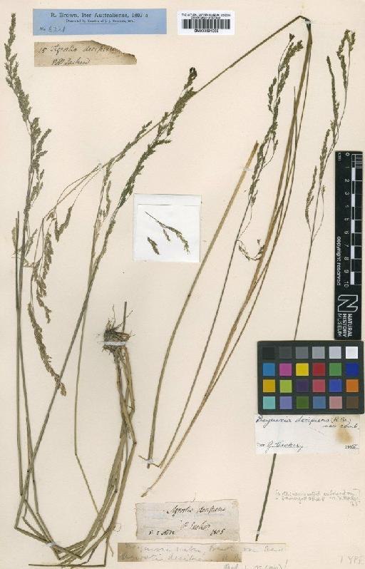 Calamagrostis scabra J.Presl - BM000991509
