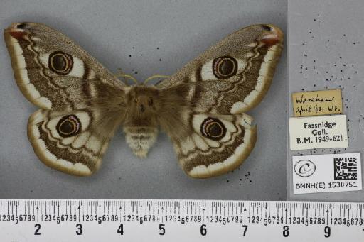 Saturnia pavonia (Linnaeus, 1758) - BMNHE_1530751_198836