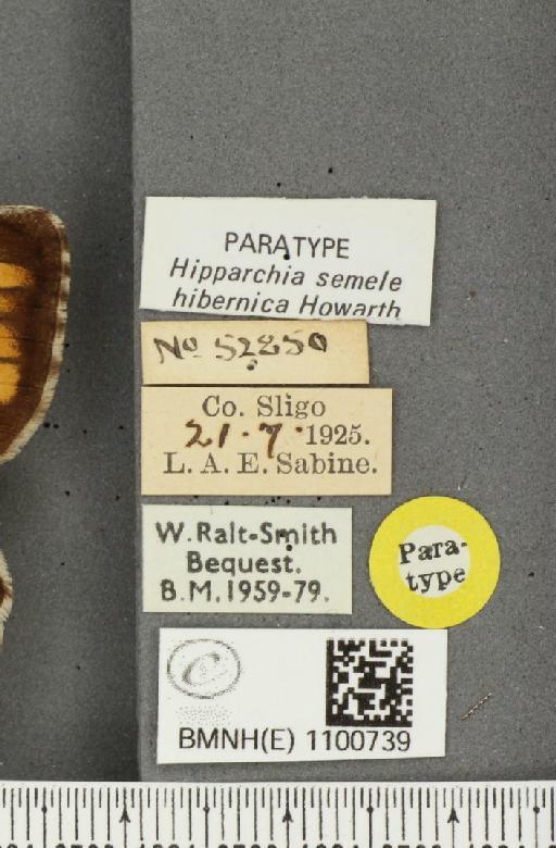 Hipparchia semele hibernica Howarth, 1971 - BMNHE_1100739_label_11830