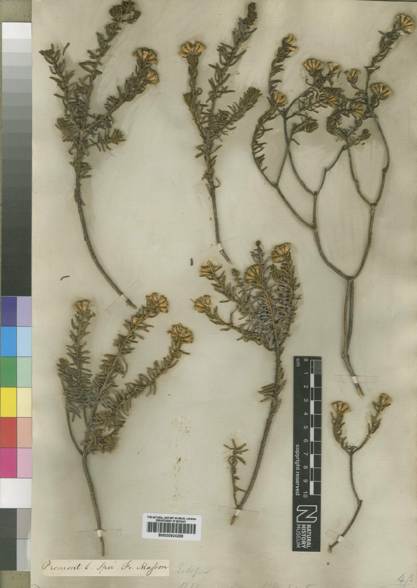 To NHMUK collection (Relhania viscosa L'Hér.; Type; NHMUK:ecatalogue:4529296)