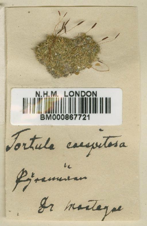 Tortula marginata (Bruch, Schimp. & W.Gümbel) Spruce - BM000867721